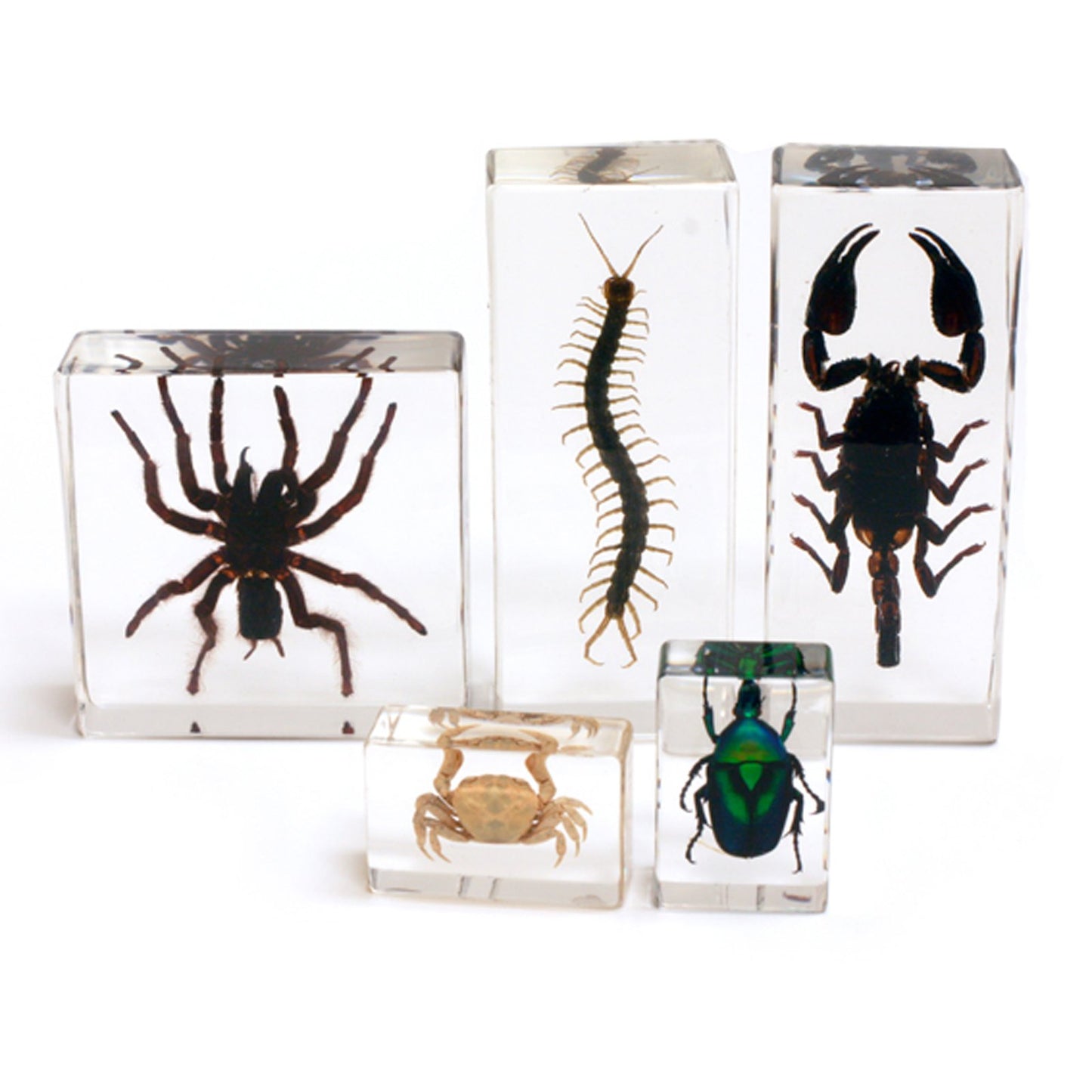 REALBUG Arthropod Collection 5pc Set, Small
