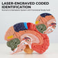 Avarstic Human Brain Model, Life Size Brain Anatomy Model, 2-Part PVC Brain Model with Laser-Engraved Numbers, Color-Coded Regions, Base & Reference