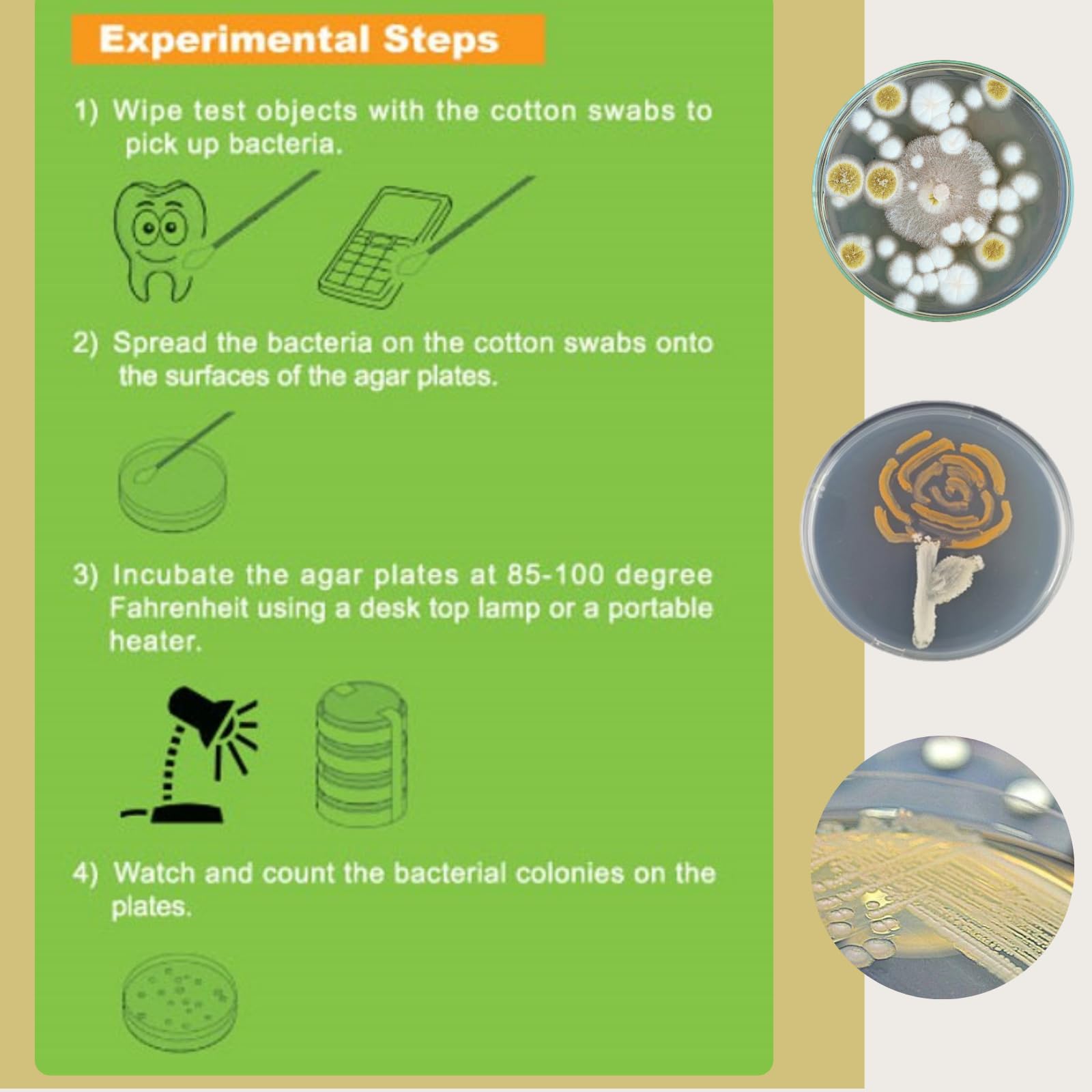 EZ BioResearch Bacteria Science Kit (IV): Top Science Fair Project Kit. Prepoured LB-Agar Plates And Cotton Swabs. Exclusive Free Science Fair Project