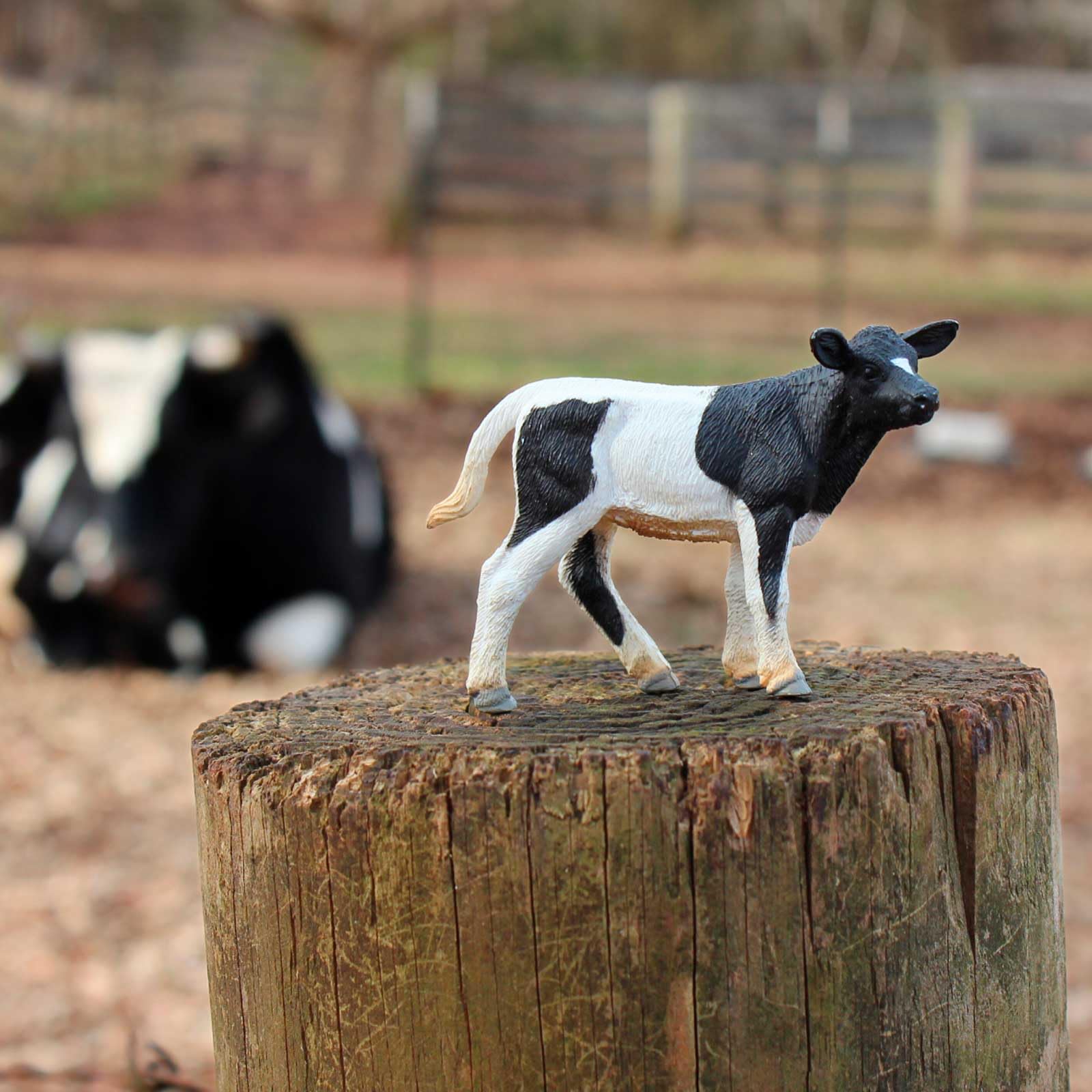 Safari Ltd. Holstein Calf Figurine - Detailed 3.25" Plastic Model Figure - Fun Educational Play Toy for Boys, Girls & Kids Ages 3+