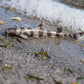 Safari Ltd. Bamboo Shark Figurine - Realistic 5.25" Sea Life Figure - Educational Toy for Boys, Girls and Kids Ages 3+