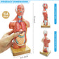 Generies 2026 New 15 Pcs Removable 3D Human Torso Anatomy Model,11 inch Human Body Model with Heart Brain Skeleton Head for Medical Student