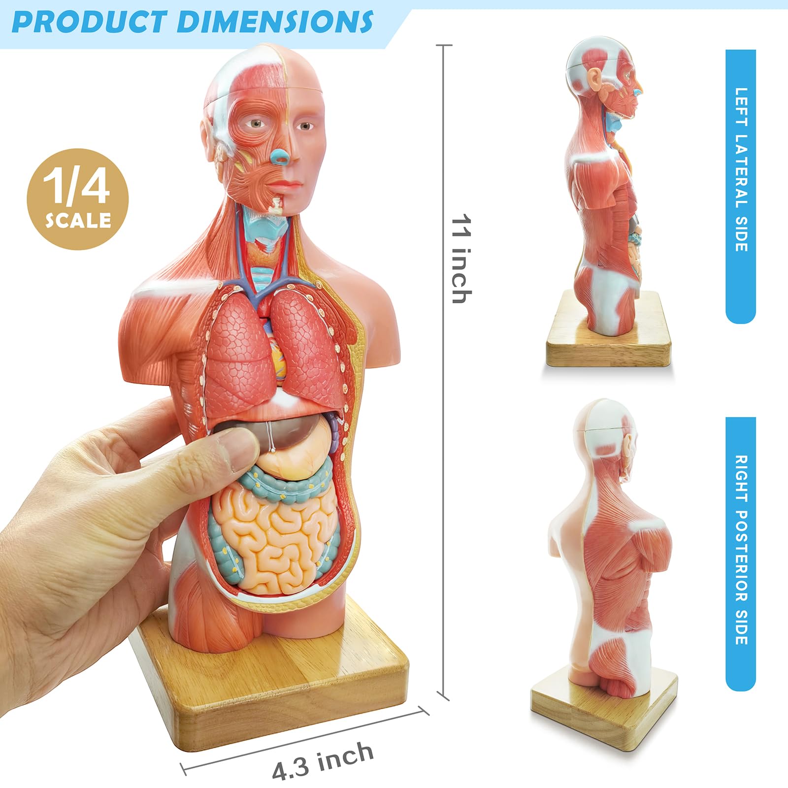 Generies 2026 New 15 Pcs Removable 3D Human Torso Anatomy Model,11 inch Human Body Model with Heart Brain Skeleton Head for Medical Student