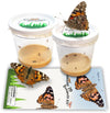 10 Live Caterpillars for Butterfly Kits, Painted Lady Refill with Food