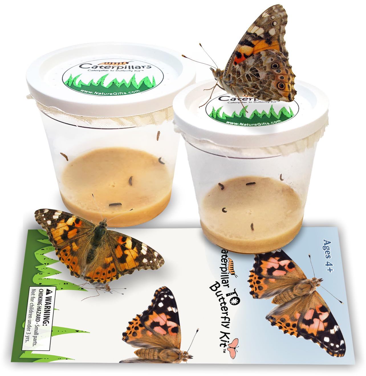 10 Live Caterpillars for Butterfly Kits, Painted Lady Refill with Food