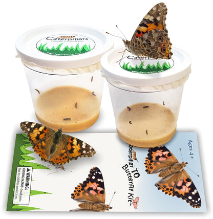 10 Live Caterpillars for Butterfly Kits, Painted Lady Refill with Food