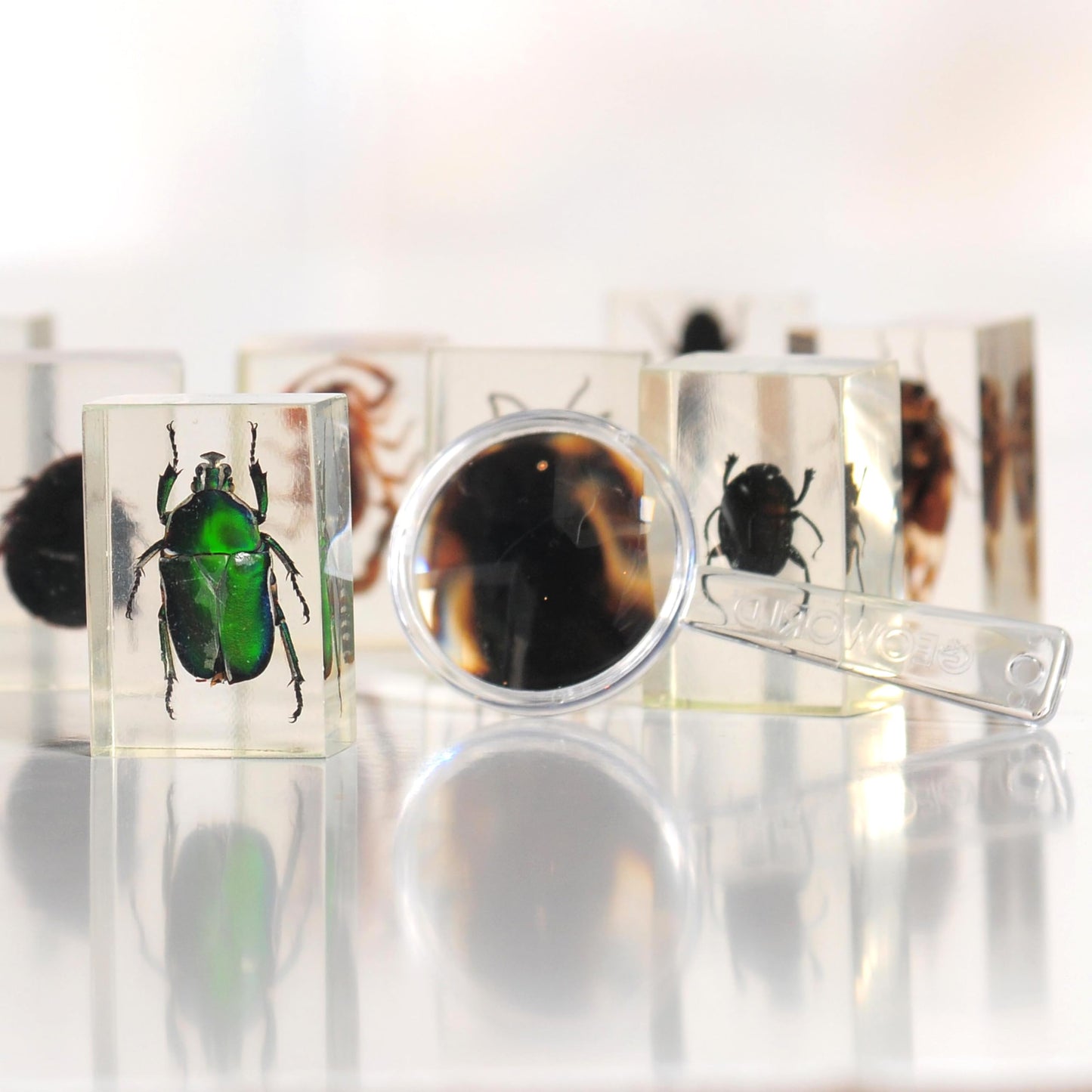Constructive Playthings Bugs Collection, 12 Real Insects with Mini Magnifyer Scientific Educational Toy