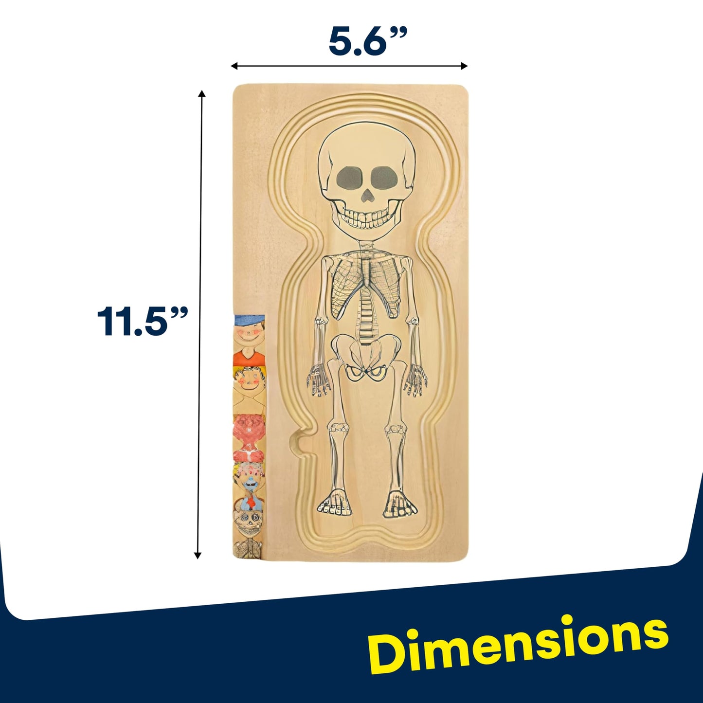 Kidzlane Boy Wooden My Body Puzzle for Toddlers & Kids - 29 Piece Boys Anatomy Puzzle Kid Play Set - Anatomy for Kids, Skeleton Toys for Children Ages