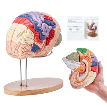 VEVOR 4-Part Human Brain Model Anatomy with Labels & Display Base, Color-Coded Life Size Human Brain Anatomical Model for Science Classroom Study
