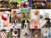 Better Me Puppy Puzzle 1000 Pieces - Puppy Pals 1000 Piece Puzzle, Like 17 Mini Jigsaw Puzzles in One. Cute Puppies Galore, Running, Playing, Smiling