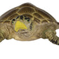 Safari Ltd. Loggerhead Turtle Figurine - Hand-Painted, Lifelike 3.75" Model Figure - Educational Toy for Boys, Girls & Kids Ages 3+