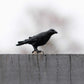 Safari Ltd. Raven Figurine - Realistic 3" Bird Figure - Educational Toy for Boys, Girls, and Kids Ages 3+