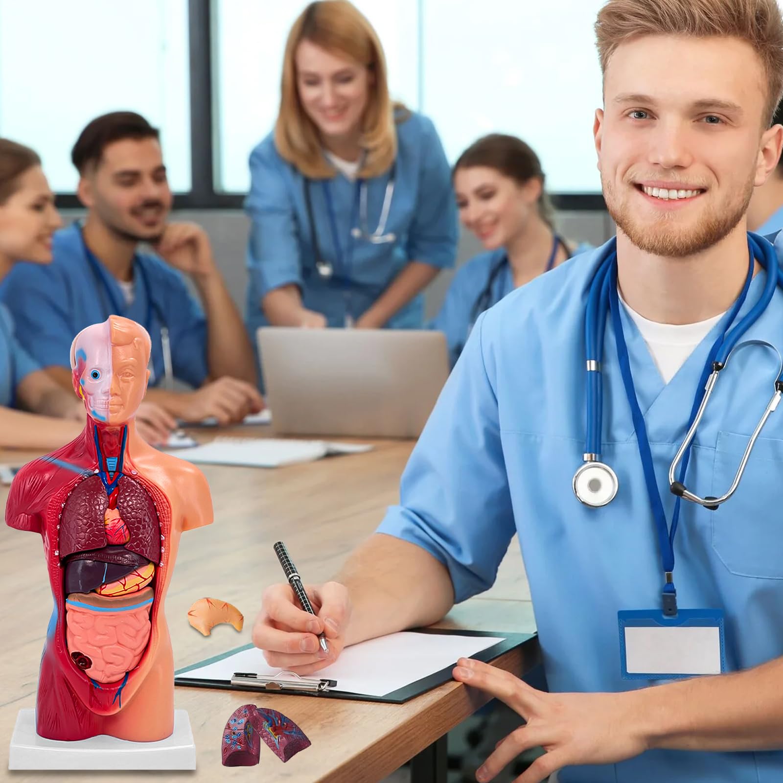 11 Inch Small Human Body Model for Anatomy Study - 15 Detachable Parts Educational Torso with Internal Organs, DIY Assembly Anatomy Model