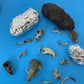 Premium Barn Owl Pellets Individual Dissection Kit - Complete Kit: 2 Medium Pellets (1.5 to 2Inch), STEM Compliant, Aluminum Foil Wrapped