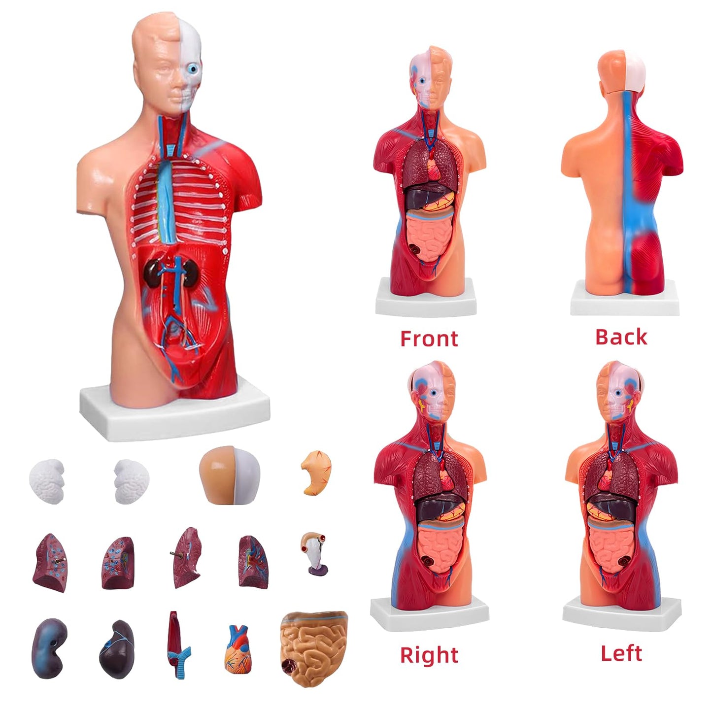 11 Inch Small Human Body Model for Anatomy Study - 15 Detachable Parts Educational Torso with Internal Organs, DIY Assembly Anatomy Model