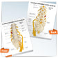 GPI Anatomicals 5-Piece Vertebrae Model with Sacrum, Spine Model