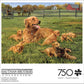 Buffalo Games - Glorious Goldens - 750 Piece Jigsaw Puzzle for Adults