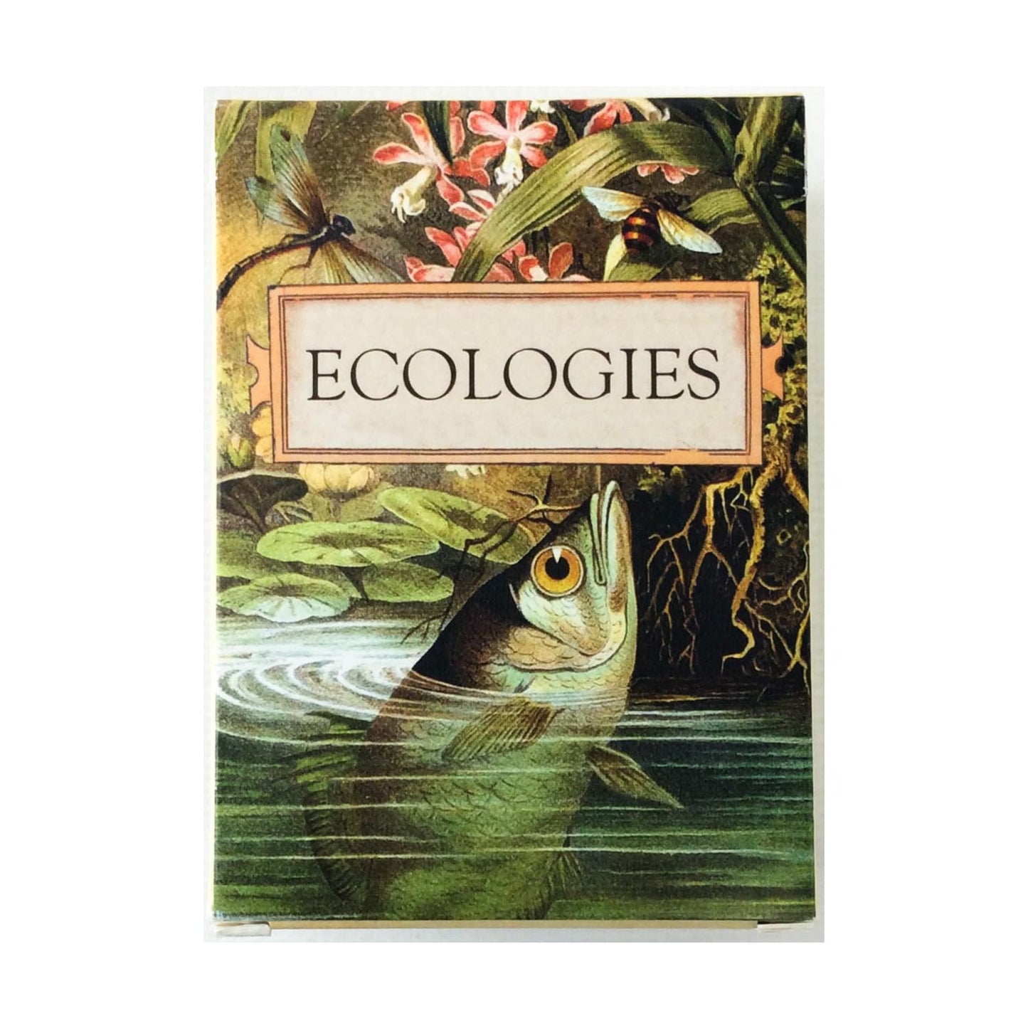 Montrose Biology Ecologies Card Game - Use Science to Build Food Webs in 7 Biomes - Beautiful Vintage Nature Art for The Classroom or Game Night