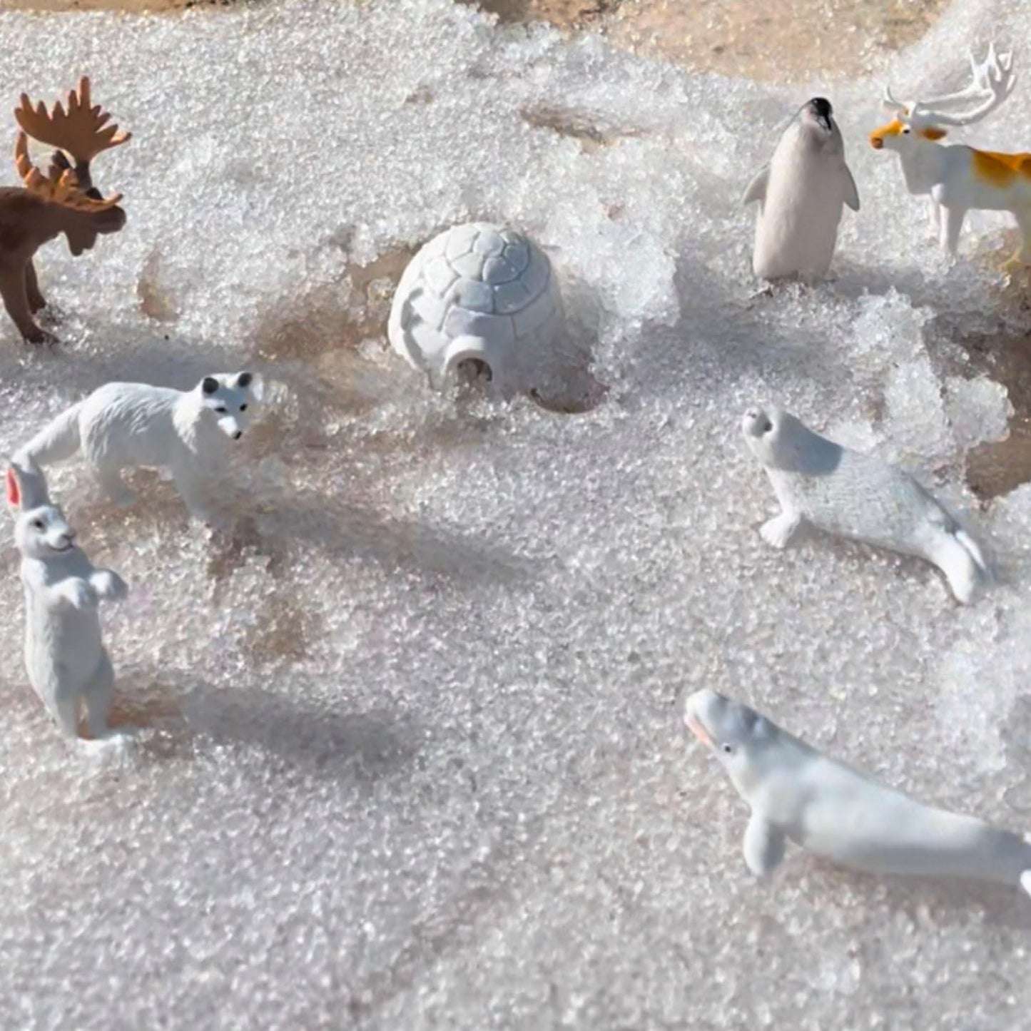 Safari Ltd Arctic TOOB With 10 Fun Figurines, Including A Harp Seal, Husky, Caribou, Arctic Rabbit, Killer Whale, Walrus, Arctic Fox, Beluga Whale