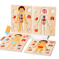 Montessori Jigsaw Puzzle of Human Structure Kids Human Learning Toy Anatomy Organ Model Anatomy Toy Children Human Organ Education Toys Human Organ