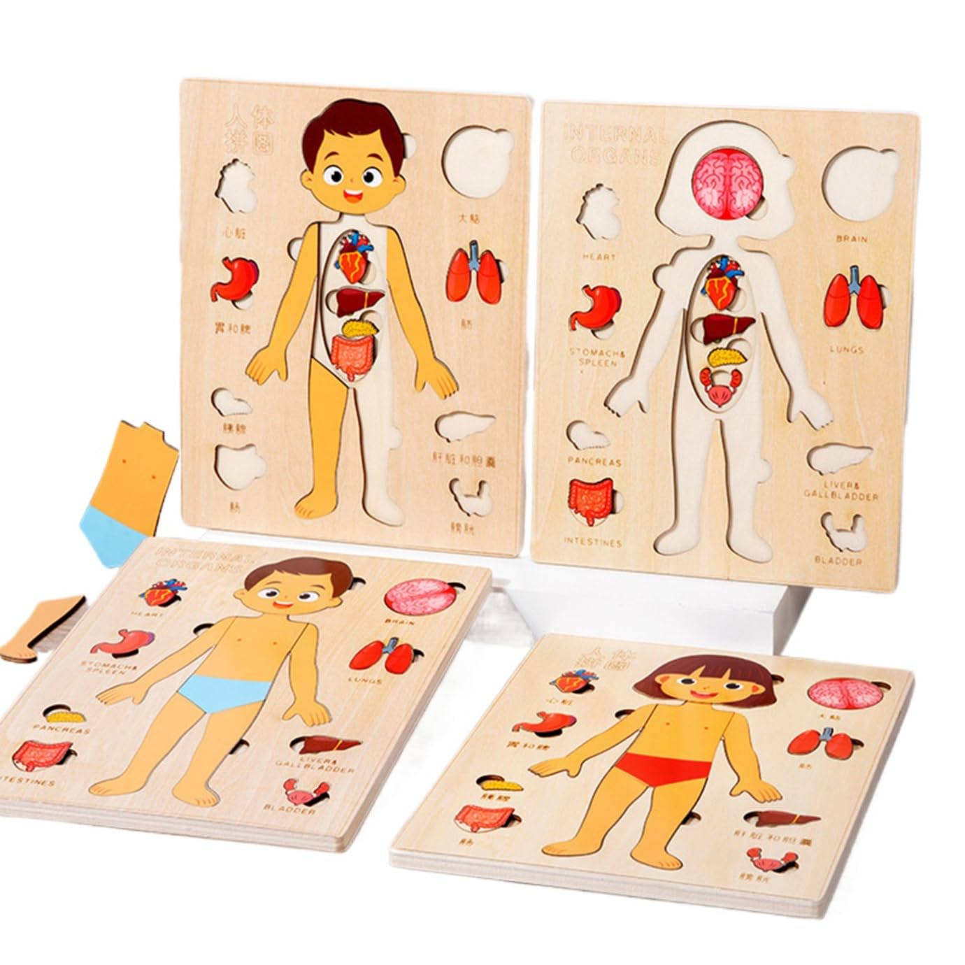 Montessori Jigsaw Puzzle of Human Structure Kids Human Learning Toy Anatomy Organ Model Anatomy Toy Children Human Organ Education Toys Human Organ