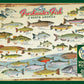Cobble Hill 1000 Piece Puzzle - Freshwater Fish of North America - Sample Poster Included