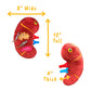 GIANTmicrobes Deluxe 12" Kidney Plush with Kidney Stones, Kidney Stuffed Animal, Kidney Transplant Gifts, Kidney Donor Gifts, Kidney Pillow, Urology