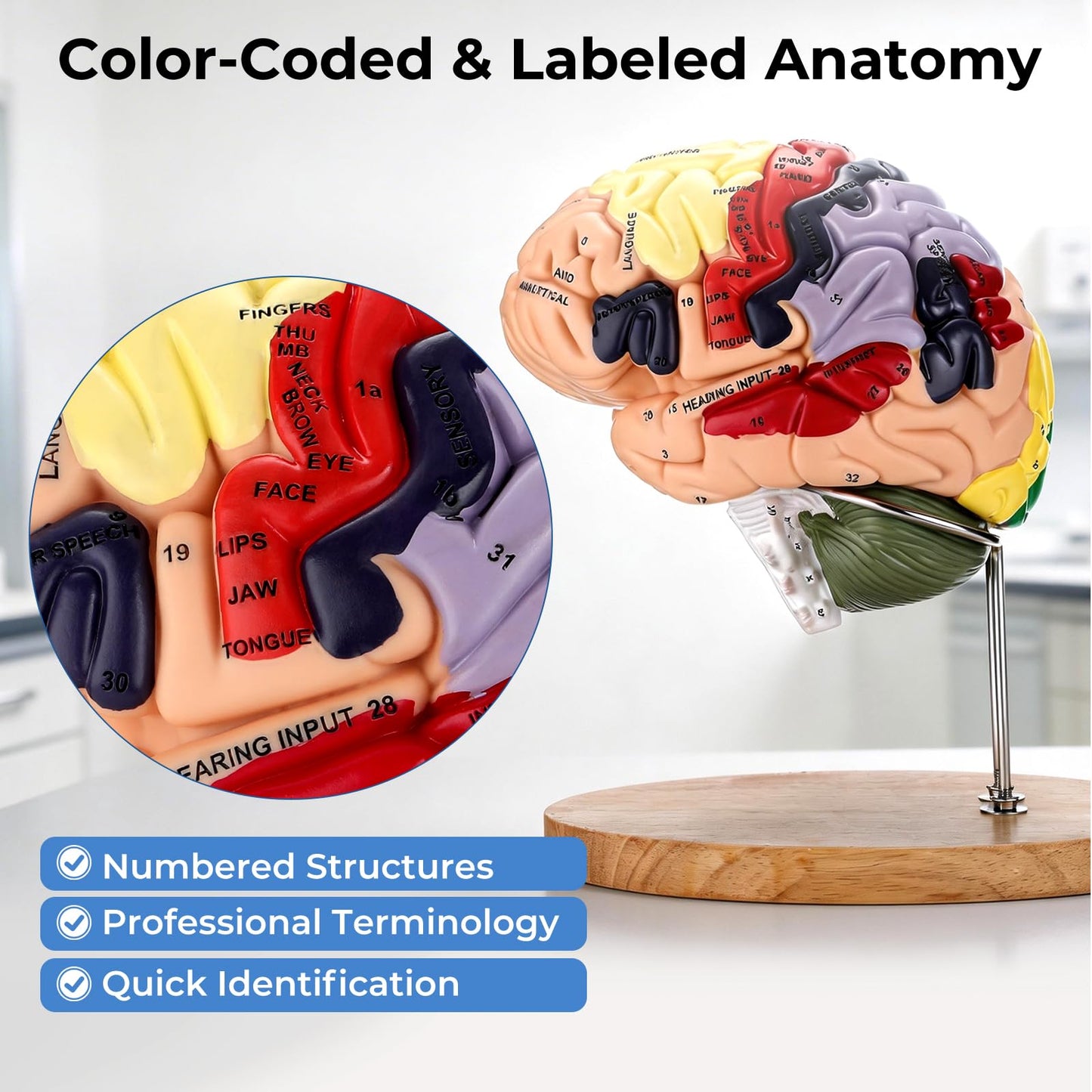 Avarstic Human Brain Model, 2X Life Size Brain Anatomy Model, 4-Part Magnetic Detachable Brain Model with 131 Laser-Engraved Brain Structure Labels