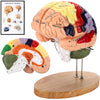 Avarstic Human Brain Model, 2X Life Size Brain Anatomy Model, 4-Part Magnetic Detachable Brain Model with 131 Laser-Engraved Brain Structure Labels