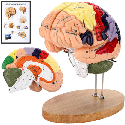 Avarstic Human Brain Model, 2X Life Size Brain Anatomy Model, 4-Part Magnetic Detachable Brain Model with 131 Laser-Engraved Brain Structure Labels