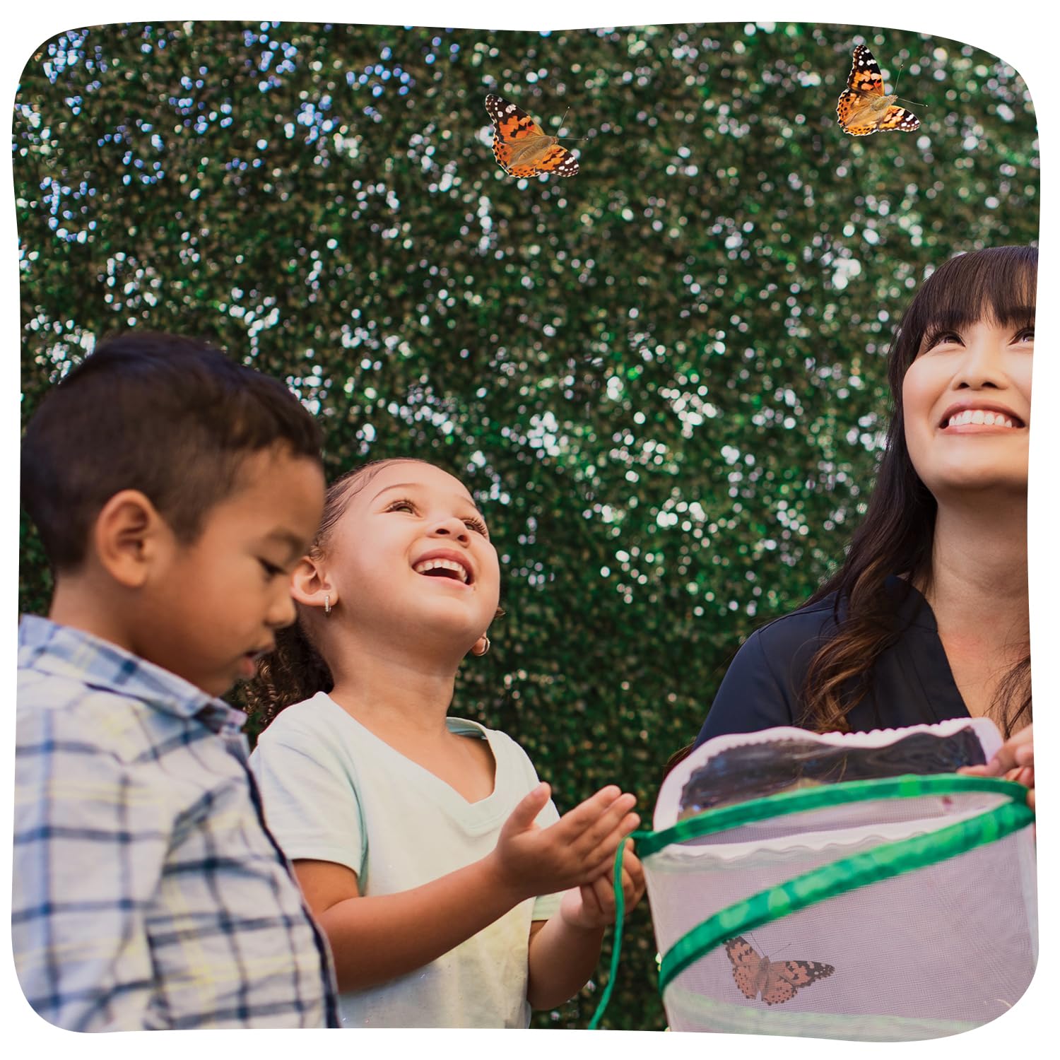 Insect Lore Raise and Release Butterfly Garden Kit - Caterpillar Habitat with redeemable Voucher - STEM-accredited Butterfly Growing Kit for Kids