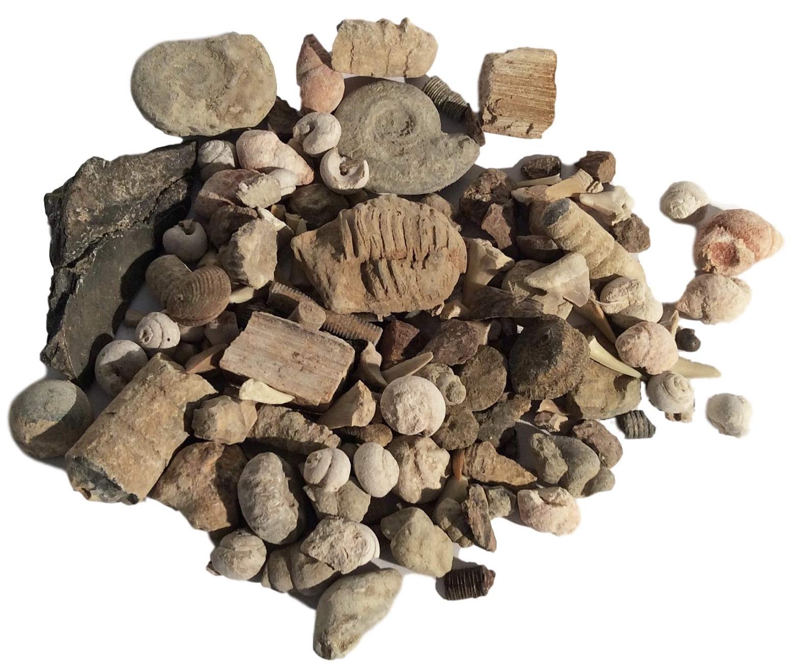 DINOSAURS ROCK® Bulk Genuine Fossil Mix - 1/2 Pound - 20+ specimens