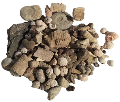 DINOSAURS ROCK® Bulk Genuine Fossil Mix - 1/2 Pound - 20+ specimens