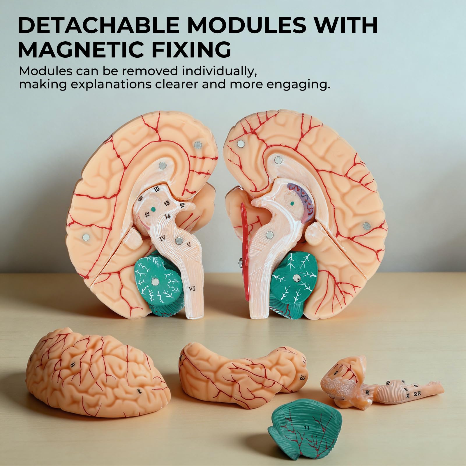 Avarstic Human Brain Model, 8-Part Life Size Magnetic Detachable Brain Anatomy Model, 32 Numbered Brain Structures, PVC Anatomical Brain Model