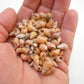 1/2 lb (1000+) Beautiful Tiny Peach Melissa Mini Shells Seashells (1/4"-1/2") Beach Craft Hobby Nautical