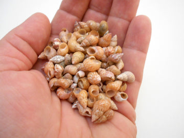 1/2 lb (1000+) Beautiful Tiny Peach Melissa Mini Shells Seashells (1/4"-1/2") Beach Craft Hobby Nautical