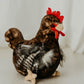 The Petting Zoo Chicken Stuffed Animal Plushie, Gifts for Kids, Wild Onez Farm Animals, Chicken Plush Toy 12 inches
