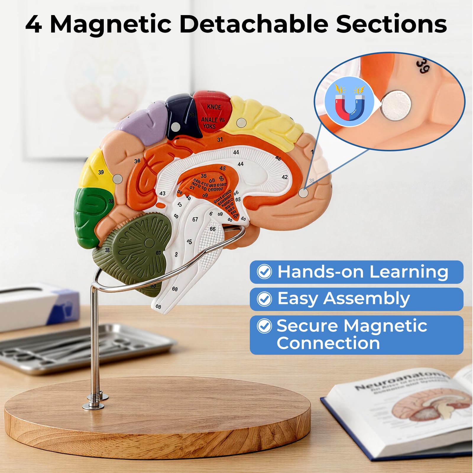 Avarstic Human Brain Model, 2X Life Size Brain Anatomy Model, 4-Part Magnetic Detachable Brain Model with 131 Laser-Engraved Brain Structure Labels