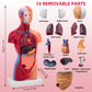 11 Inch Small Human Body Model for Anatomy Study - 15 Detachable Parts Educational Torso with Internal Organs, DIY Assembly Anatomy Model