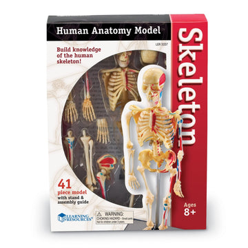 Learning Resources Skeleton Model