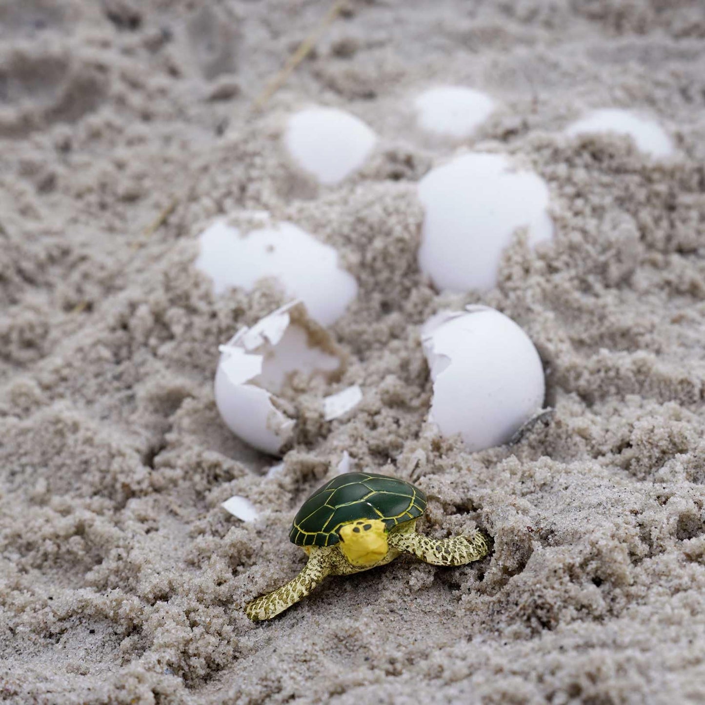 Safari Ltd. Green Sea Turtle Baby Figurine - Realistic 2.38" Model Figure - Educational Toy for Boys, Girls, and Kids Ages 1+