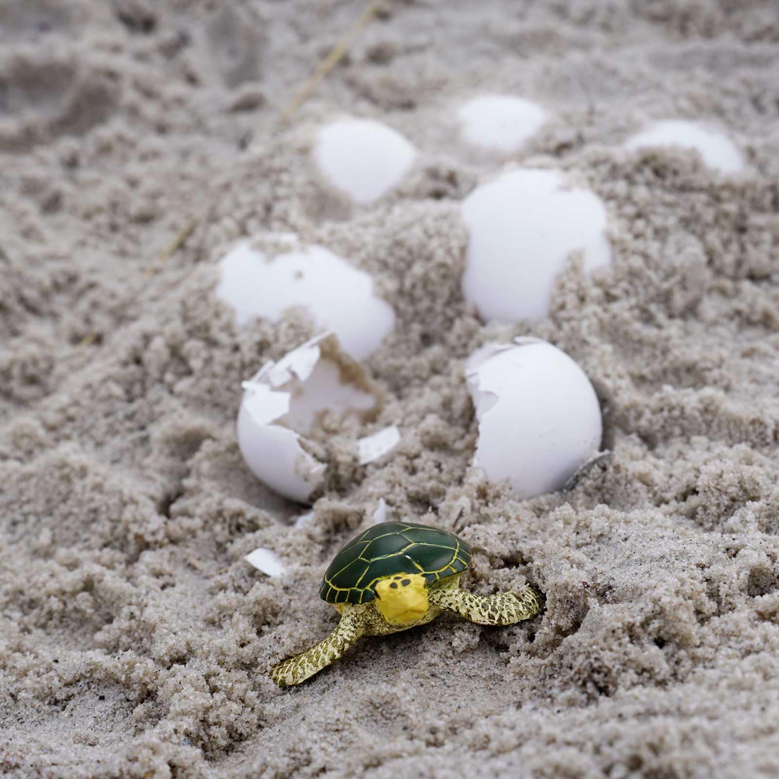Safari Ltd. Green Sea Turtle Baby Figurine - Realistic 2.38" Model Figure - Educational Toy for Boys, Girls, and Kids Ages 1+