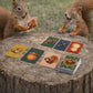 nut nut Squirrel! - A Quick, Nutty Card Game for Kids & Families. Guard Your Nuts from Those Sketchy Squirrels in a Game Filled with Strategy