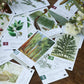 Botany: Tantalizing Trees Expansion | Family Strategy Game for Young Botanists and Adults | Ages 8+ | for 1-5 Players | Average Playtime 45-90 mins |