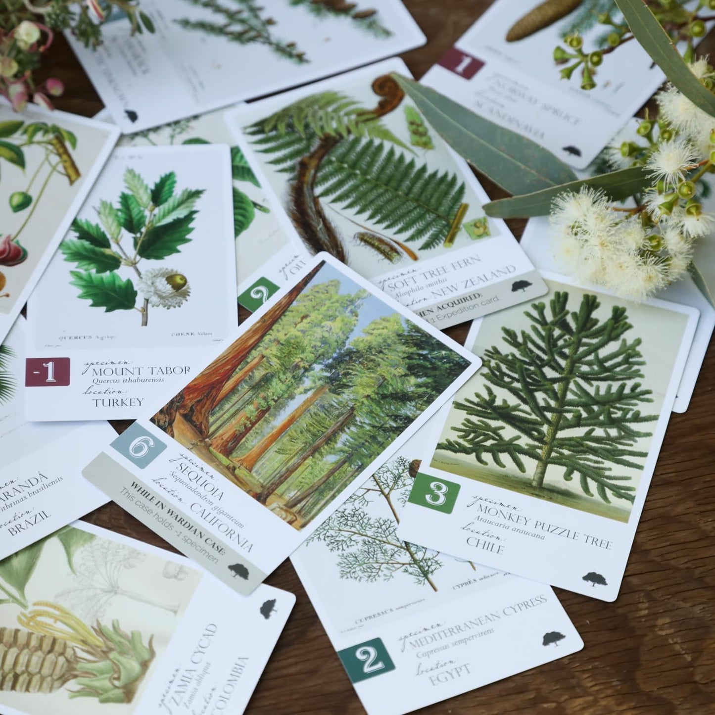 Botany: Tantalizing Trees Expansion | Family Strategy Game for Young Botanists and Adults | Ages 8+ | for 1-5 Players | Average Playtime 45-90 mins |