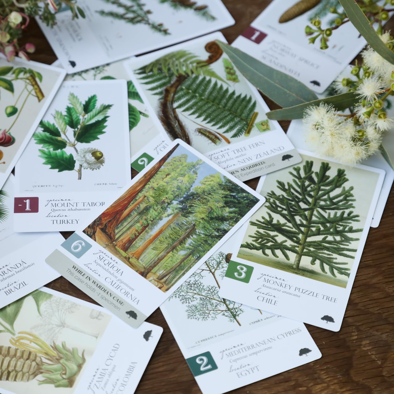 Botany: Tantalizing Trees Expansion | Family Strategy Game for Young Botanists and Adults | Ages 8+ | for 1-5 Players | Average Playtime 45-90 mins |