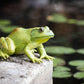 Safari Ltd. American Bullfrog Figurine - Realistic 4.75" Model Figure - Educational Toy for Boys, Girls, and Kids Ages 18M+