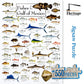 Heritage Puzzle Fishes of The Gulf of Mexico by Diane Peebles 550 Pieces