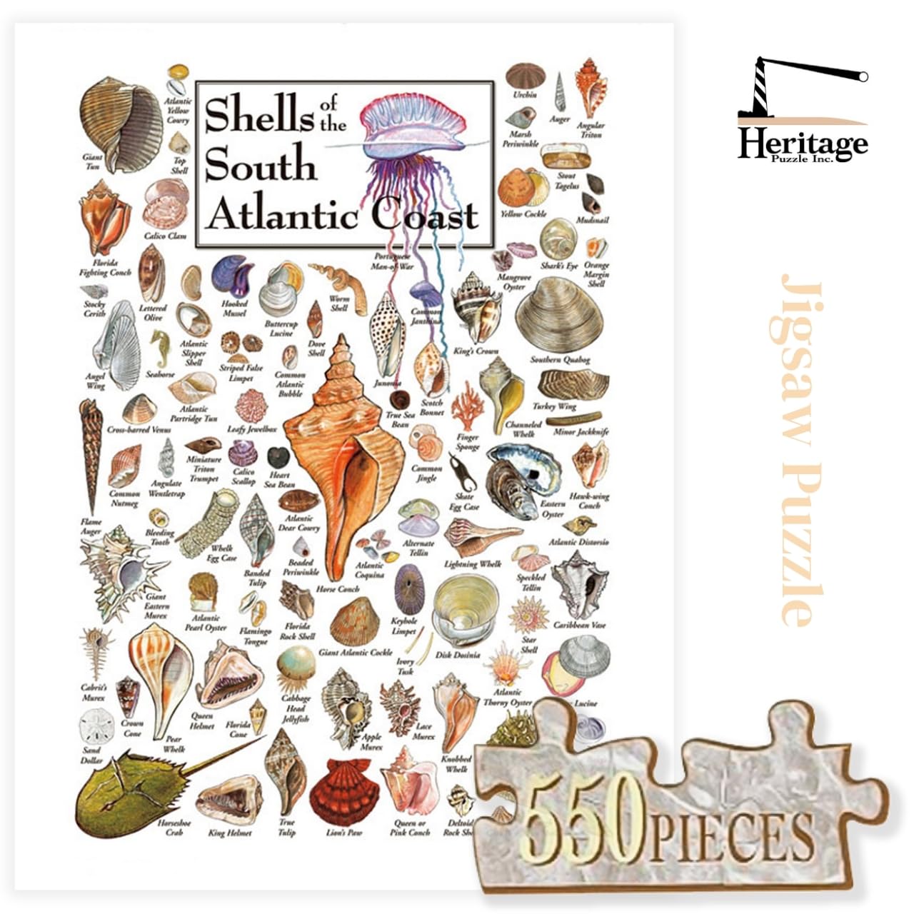 Heritage Puzzle - Shells of The South Atlantic Coast by John & Jackie Leatherbury Douglass 550 Piece Puzzles for Adults - Marine Life Art - Frameable
