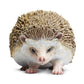 Safari Ltd. Hedgehog Figurine - Detailed 3.5" Plastic Model Figure - Fun Educational Play Toy for Boys, Girls & Kids Ages 18M+